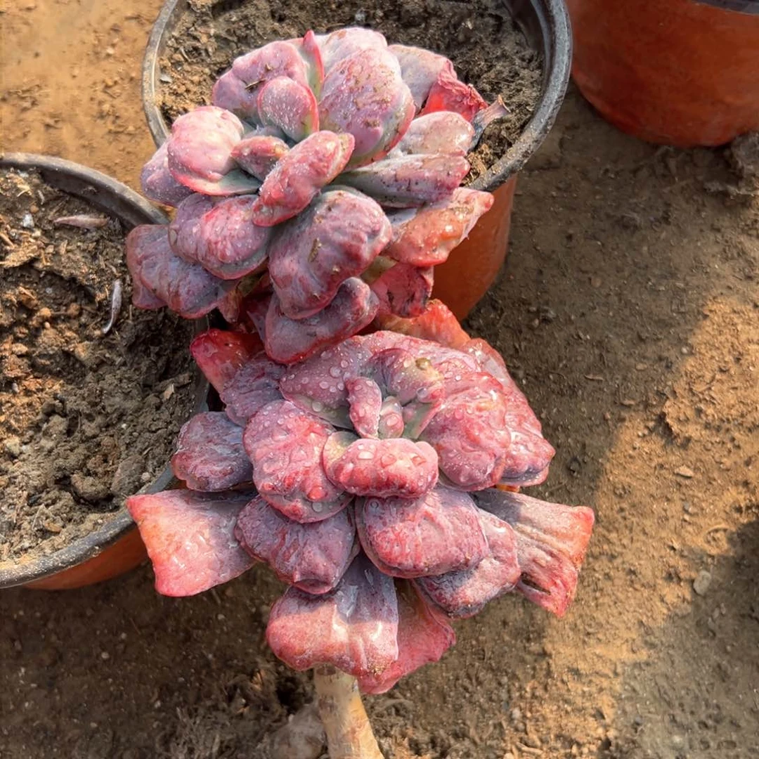 心之月多肉汁不多哦植物我