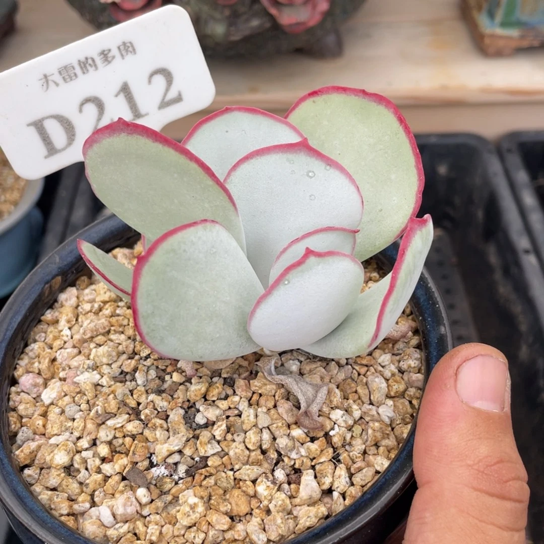 212白眉不带盆8厘米