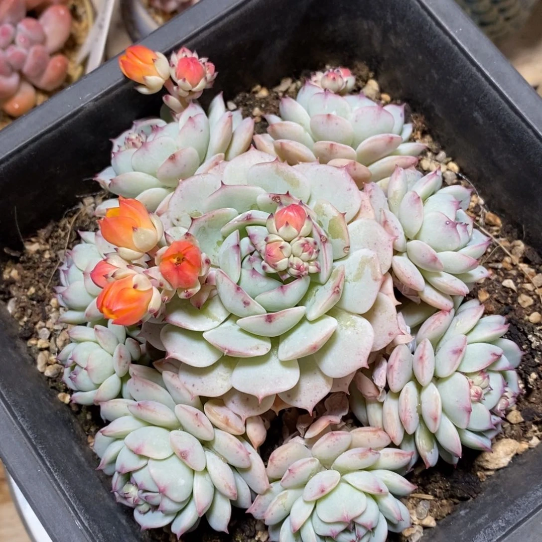 一物一拍多肉，可问规格，满38包邮