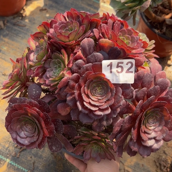 黑萝莉多肉植物152