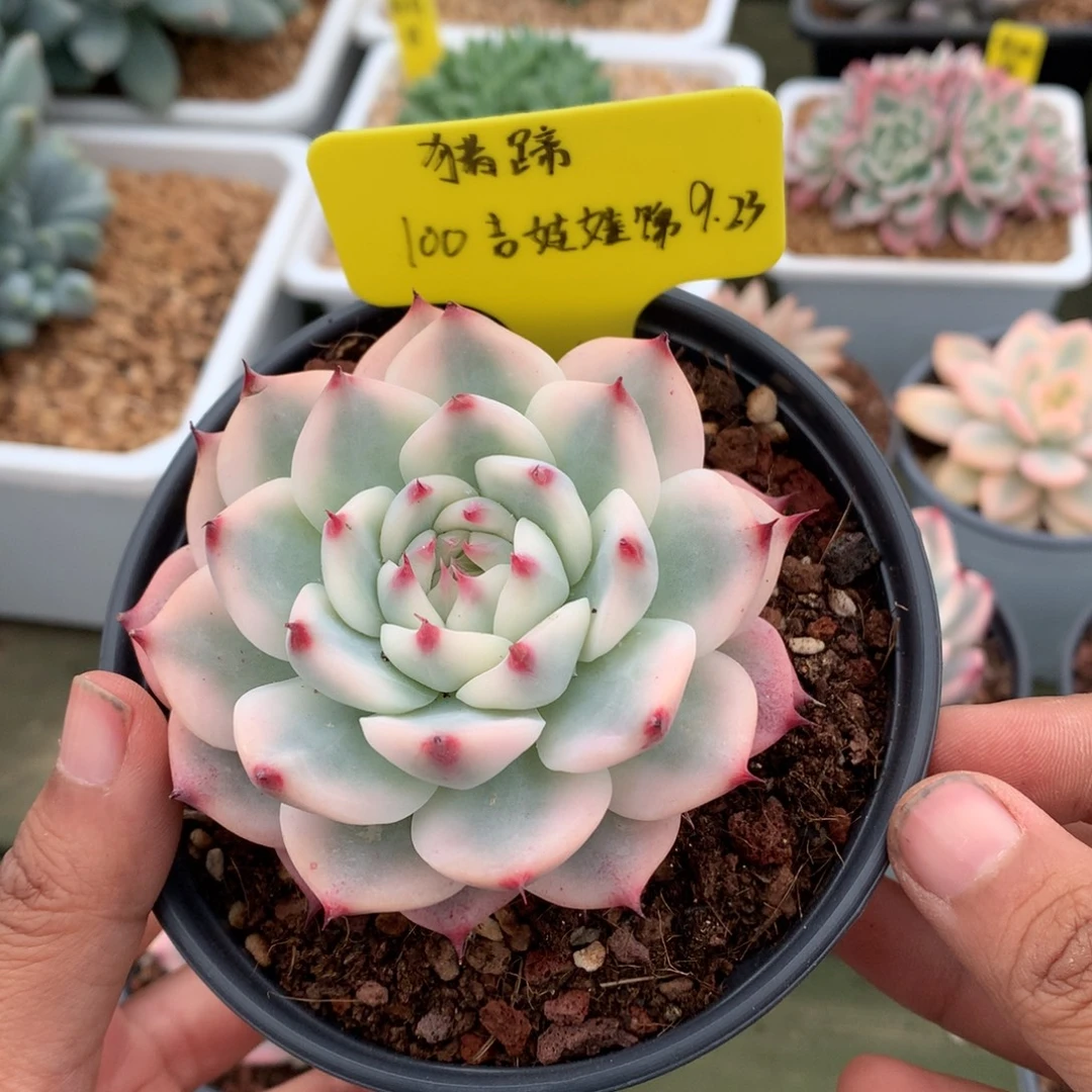 秘***蹄我们家美丽的小姐姐们