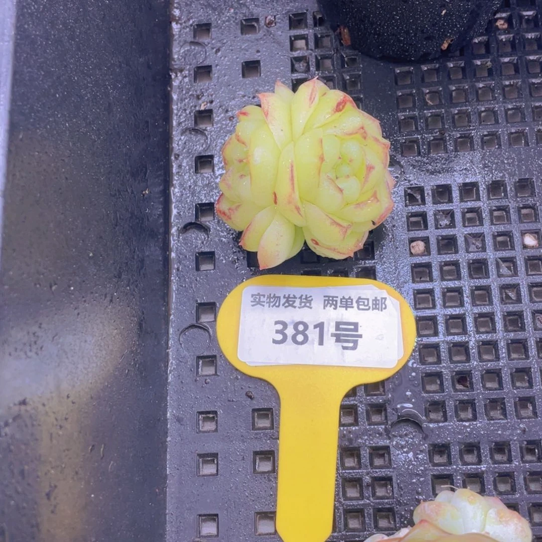 381号 绿透珍妮全状态