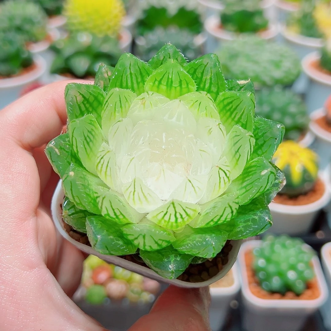 白莲花带白盆多肉