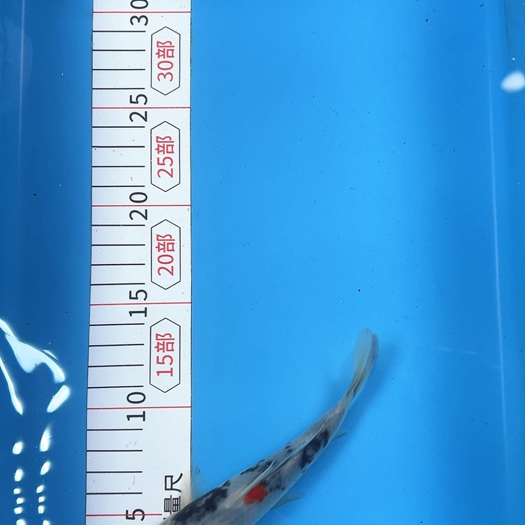 锦鲤鑫泓锦鲤养殖