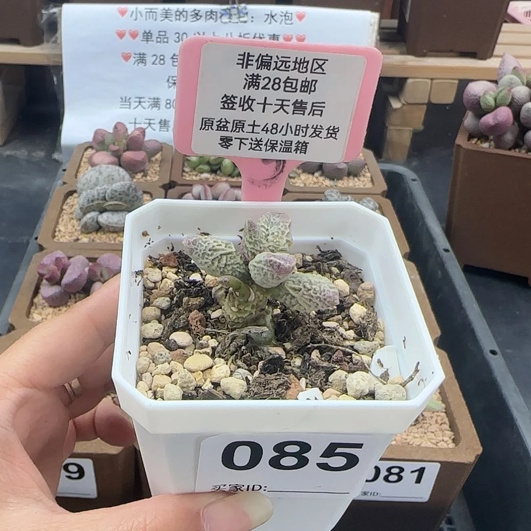 一*085倒刺冰淇淋多肉植物