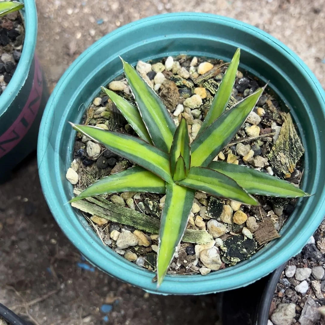 屉之雪中斑锦龙舌兰植物