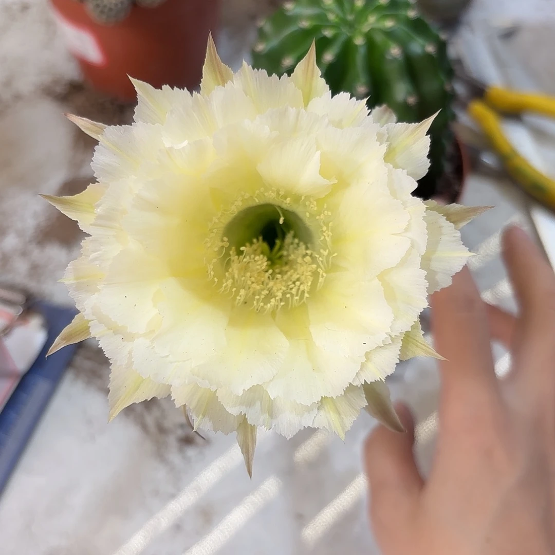 彩草1-58号7.5公分