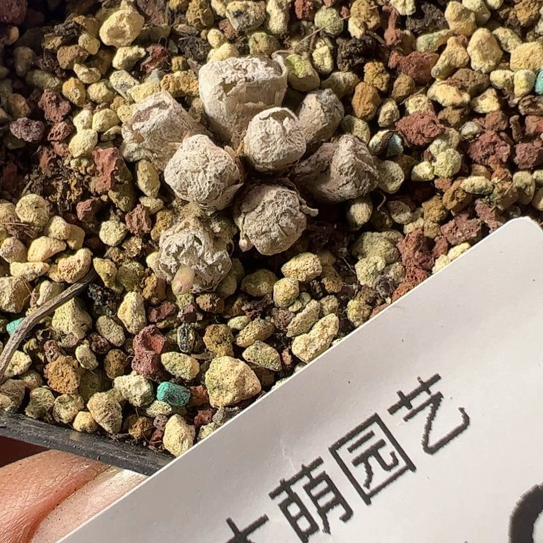 一物一拍脱土发。 673