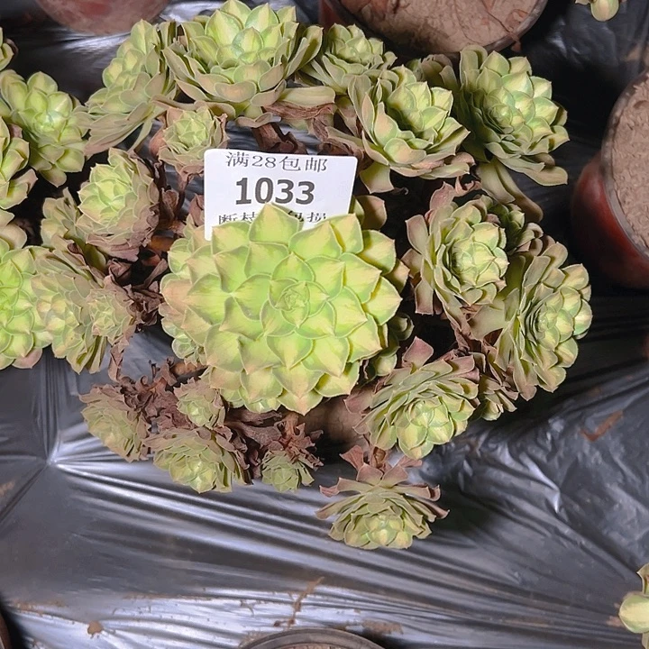 1033韶华多肉植物保护