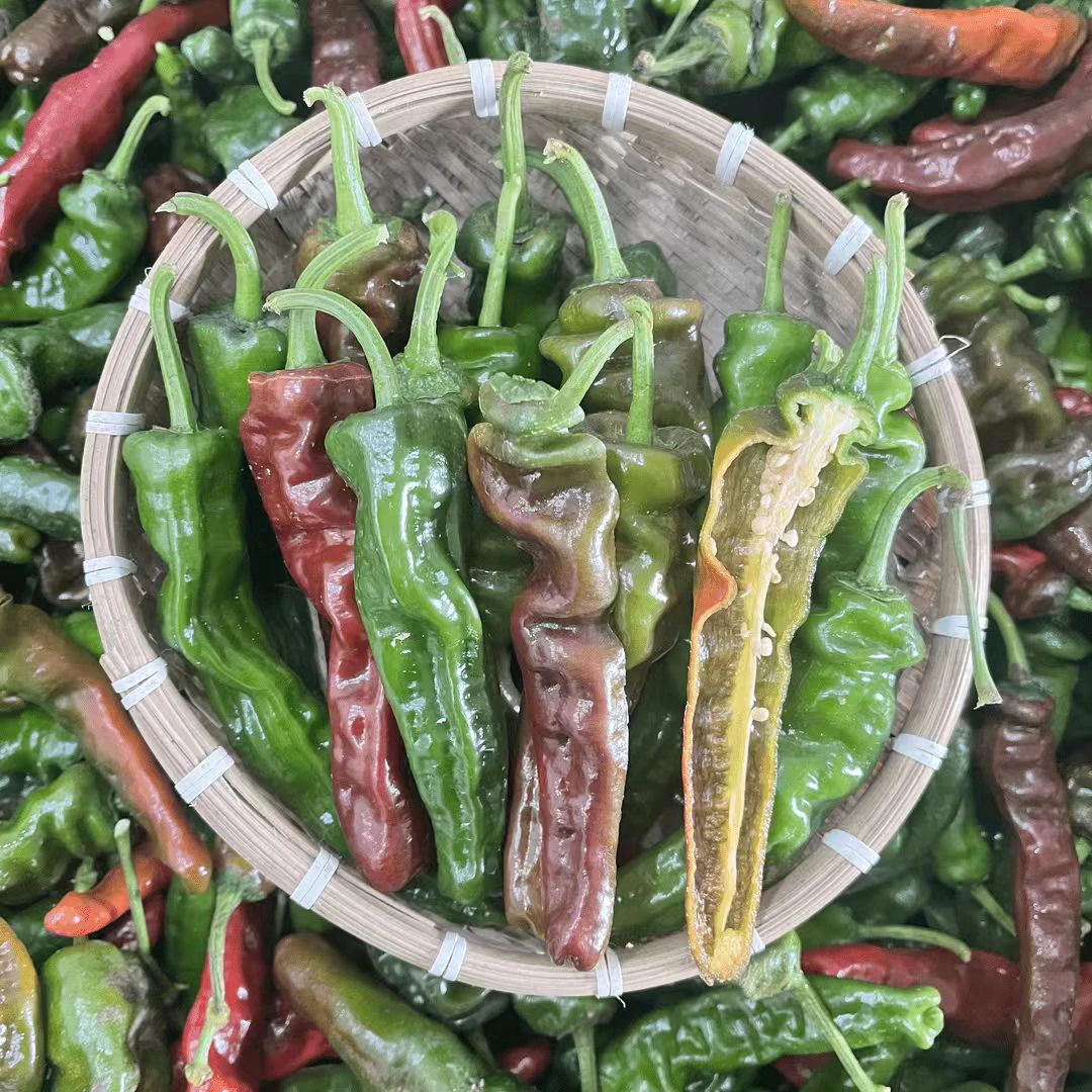 香辣薄皮小皱皮辣椒青紫红混装3斤5斤实惠装