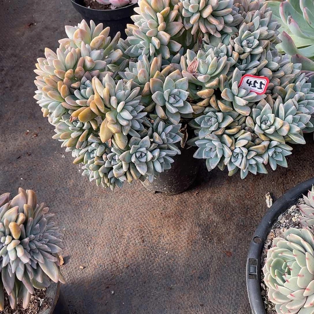 455淡雪缀一物一拍多肉