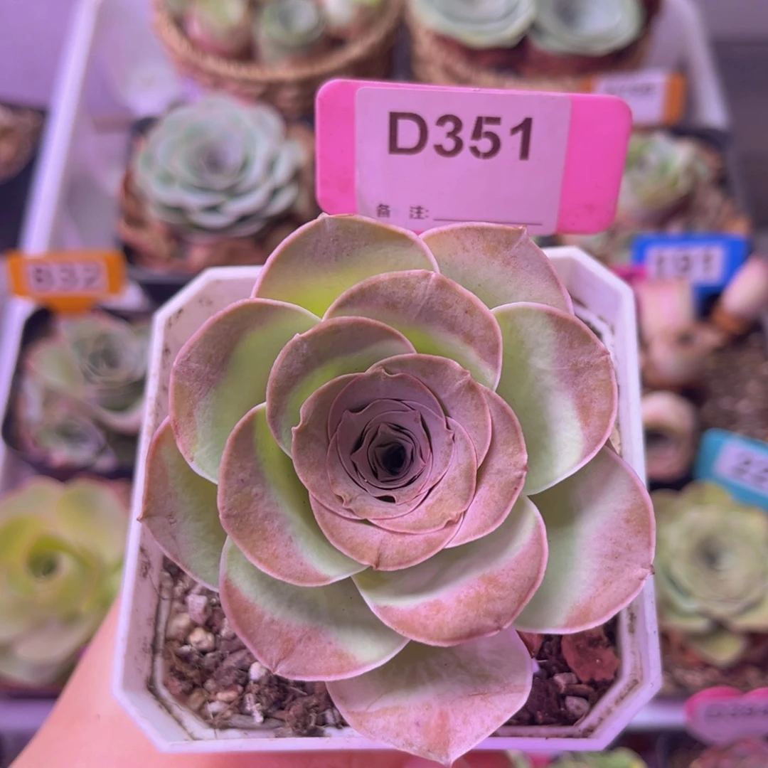 绮梦晨光一物一拍D351 裸根发