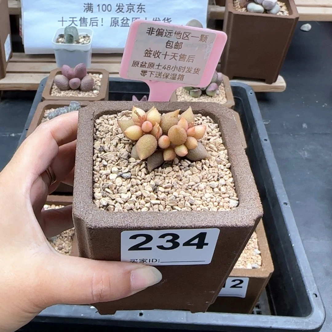 234小辣椒多肉植物