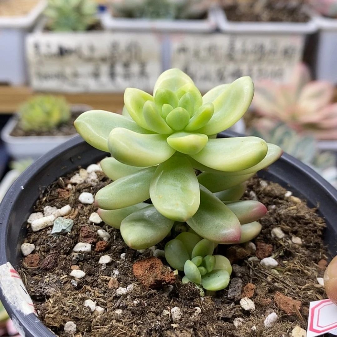 03164 香奈儿覆轮锦带崽