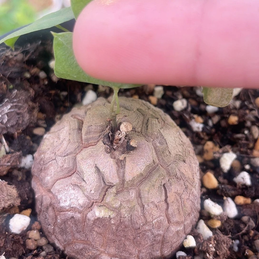 龟甲龙一物一拍651号4.8cm