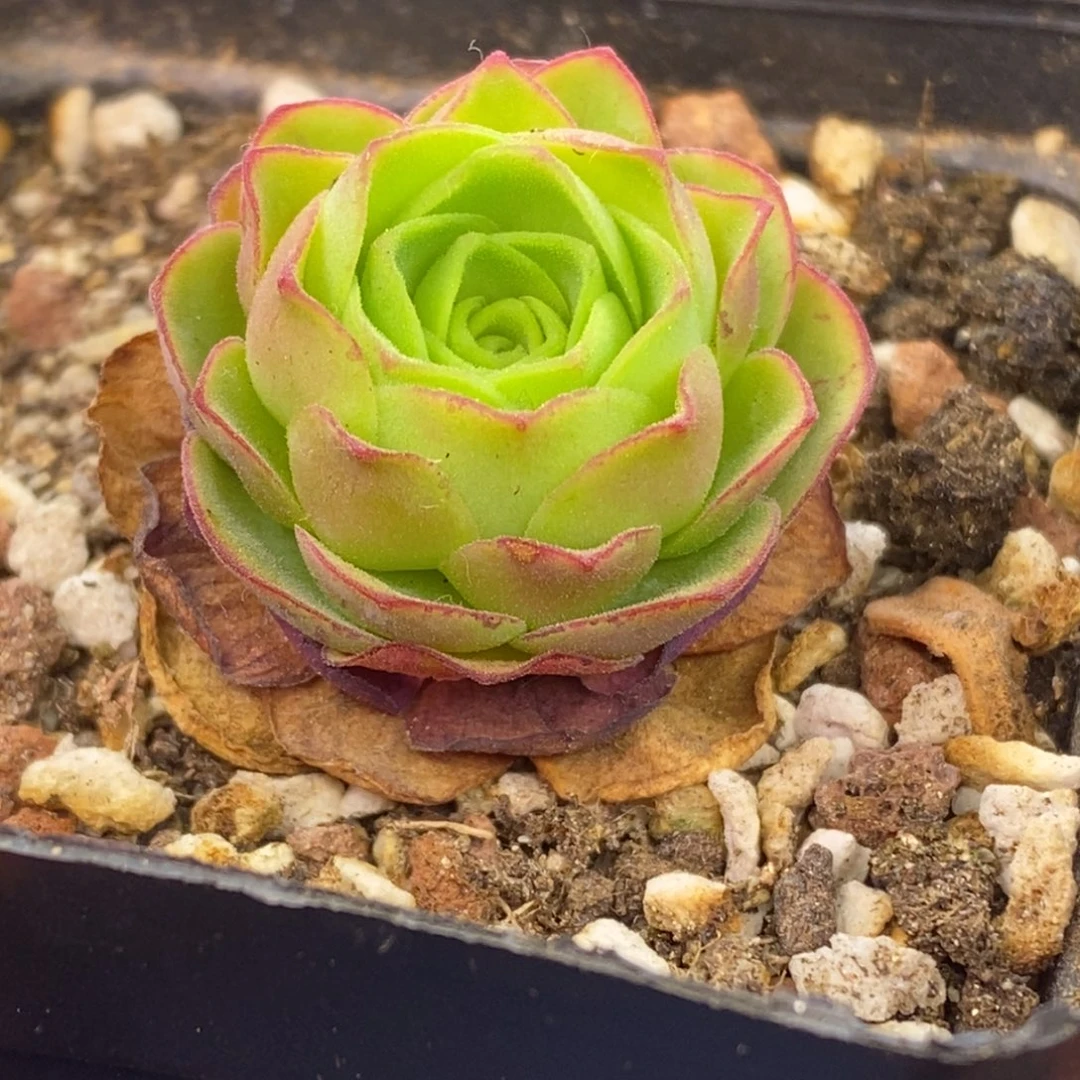 -****Y737半城玫瑰胖子