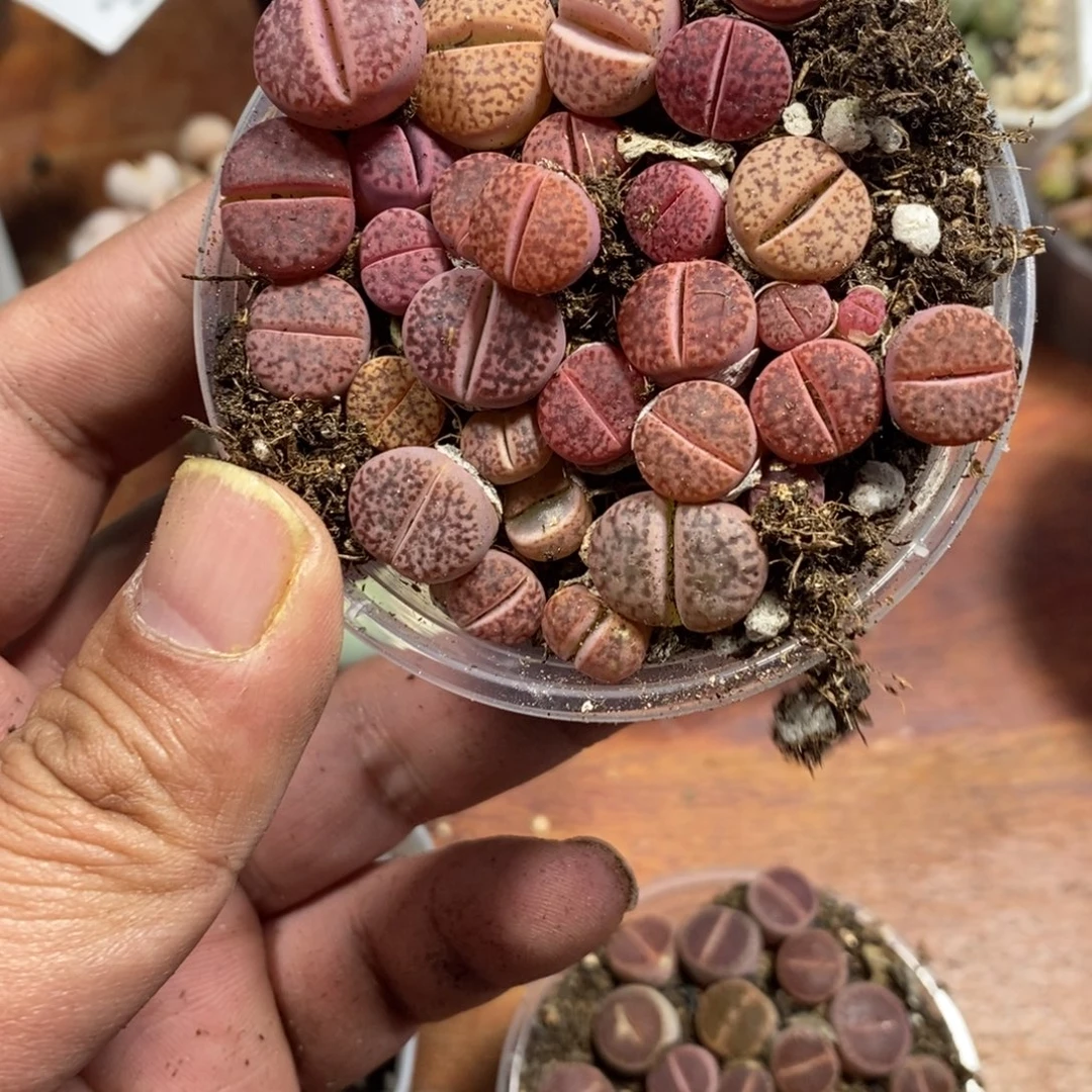 多肉蛋炒饭感谢您相伴501