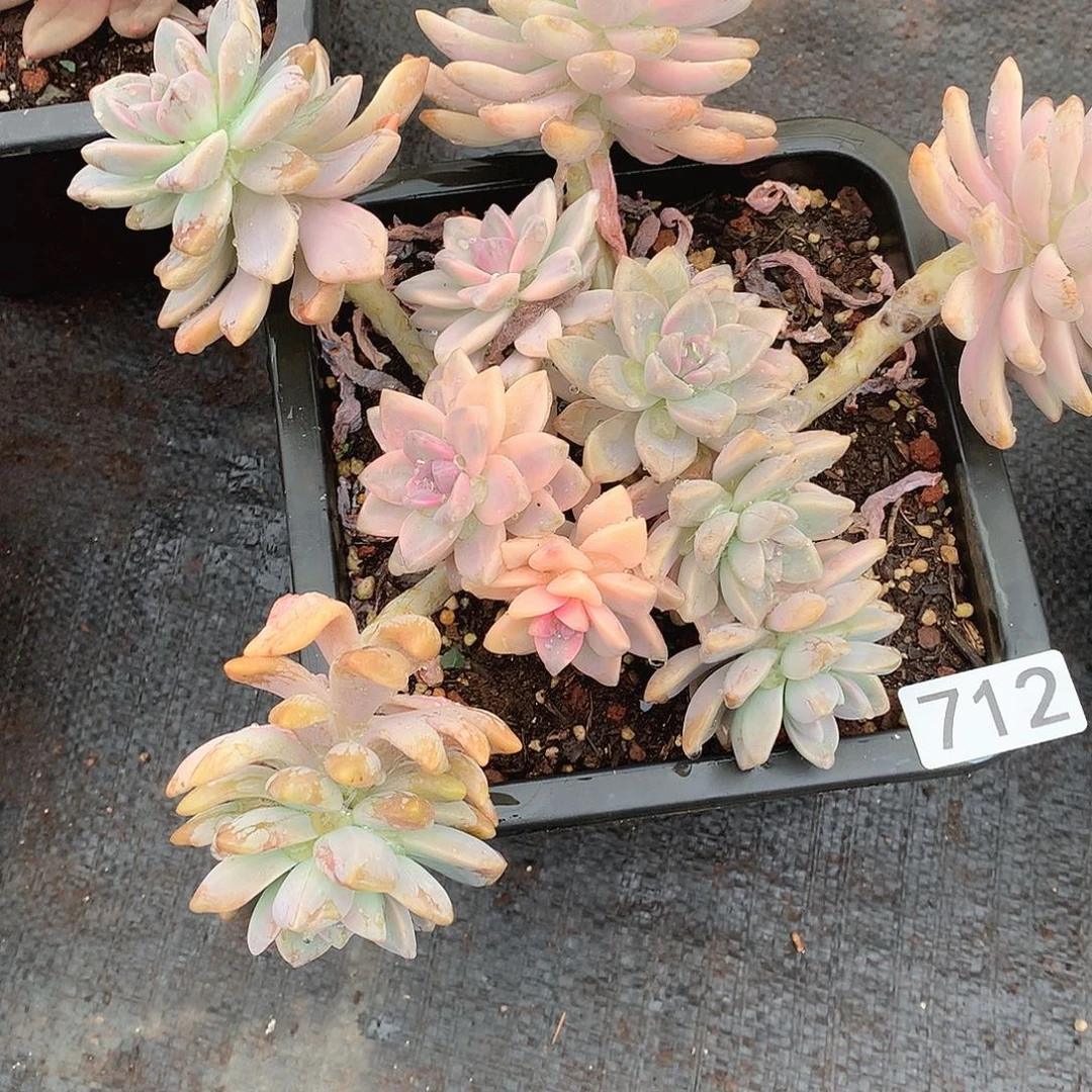 712淡雪锦 一物一拍多肉