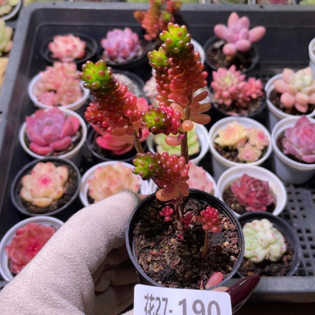 花利美27-190红色浆果