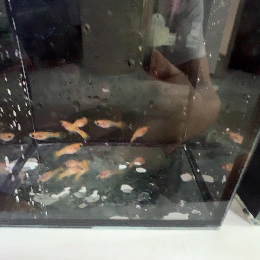 孔雀鱼A***灰六条黄金玻璃猫