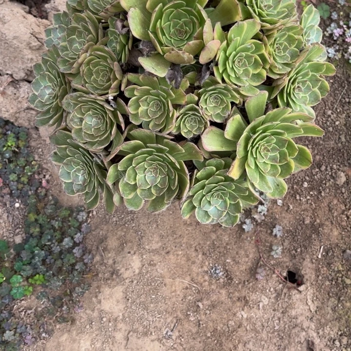 家***贝430半夏多肉植物法师
