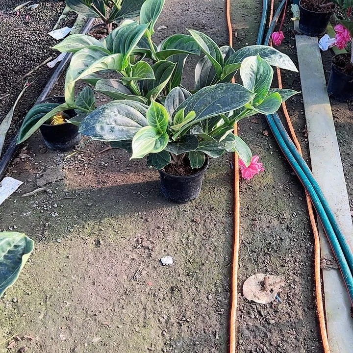 ╭***～无花朵荷兰进口宝莲灯