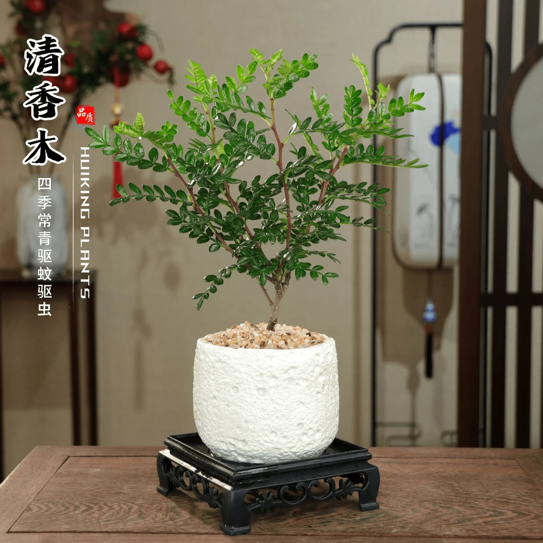 【小胡椒木】中式室内禅意好养懒人绿植桌摆盆栽白火山