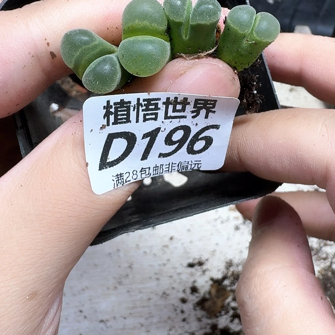 多肉植物的人啊风格