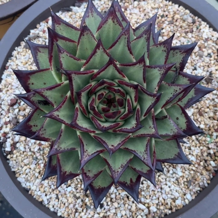 墨系千层111111111