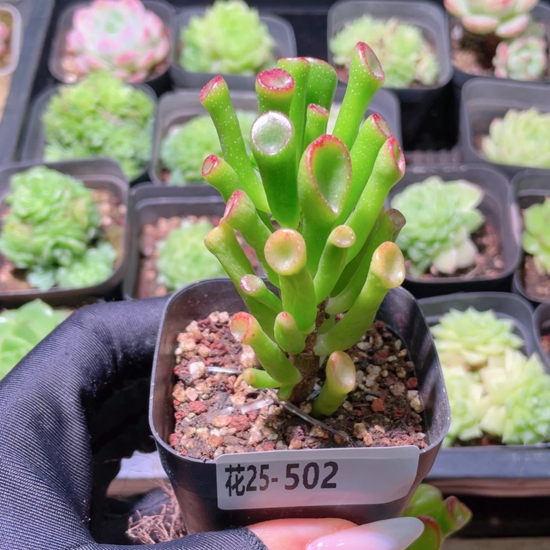 花利美25-502吸财树
