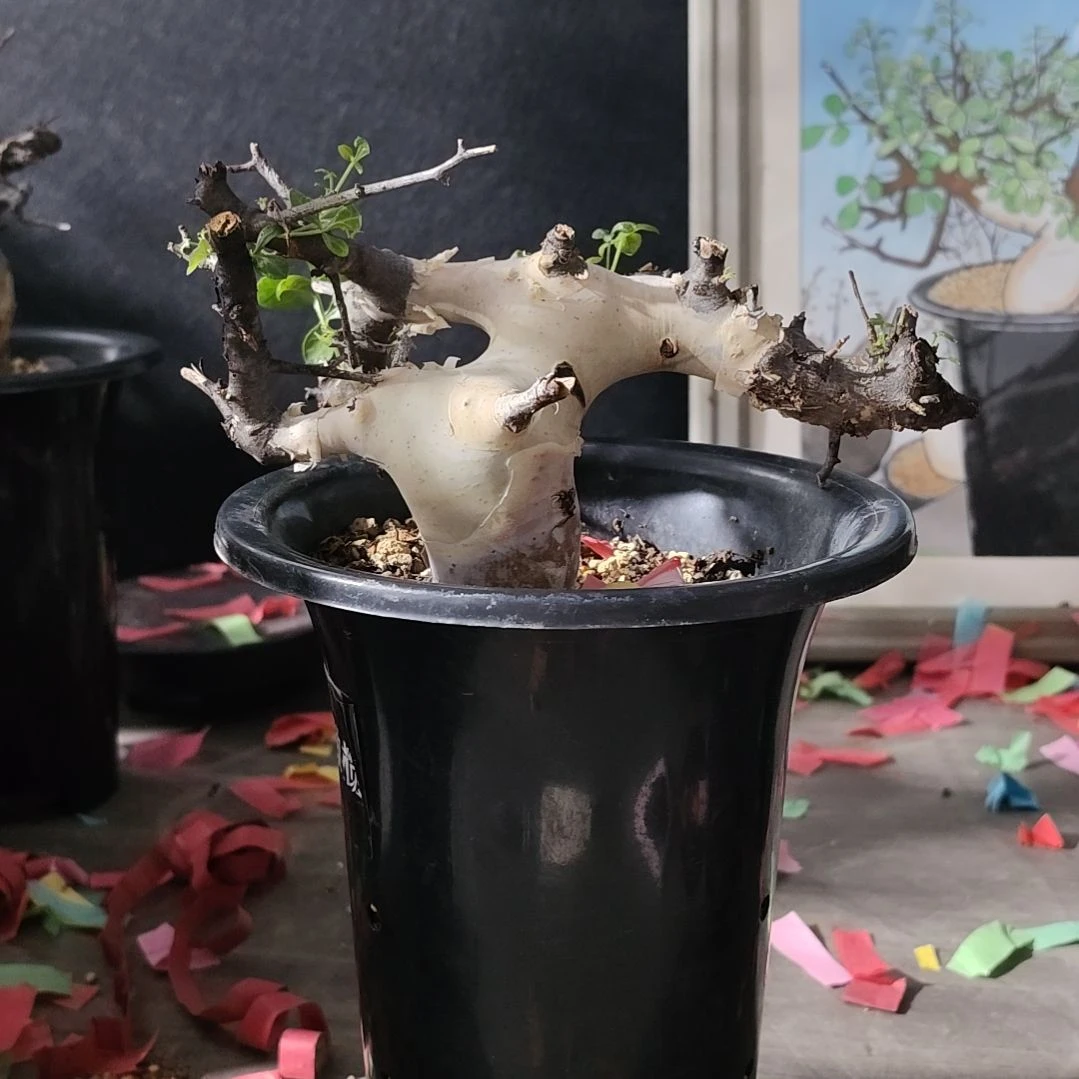 正白皮卡塔夫熟桩可寄养