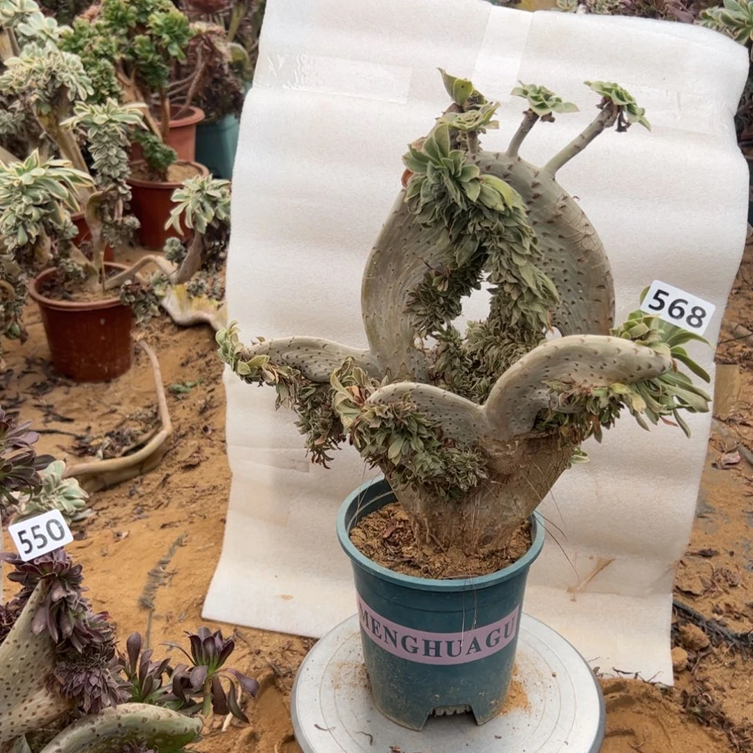 原始绿缀有伤568一颗啦