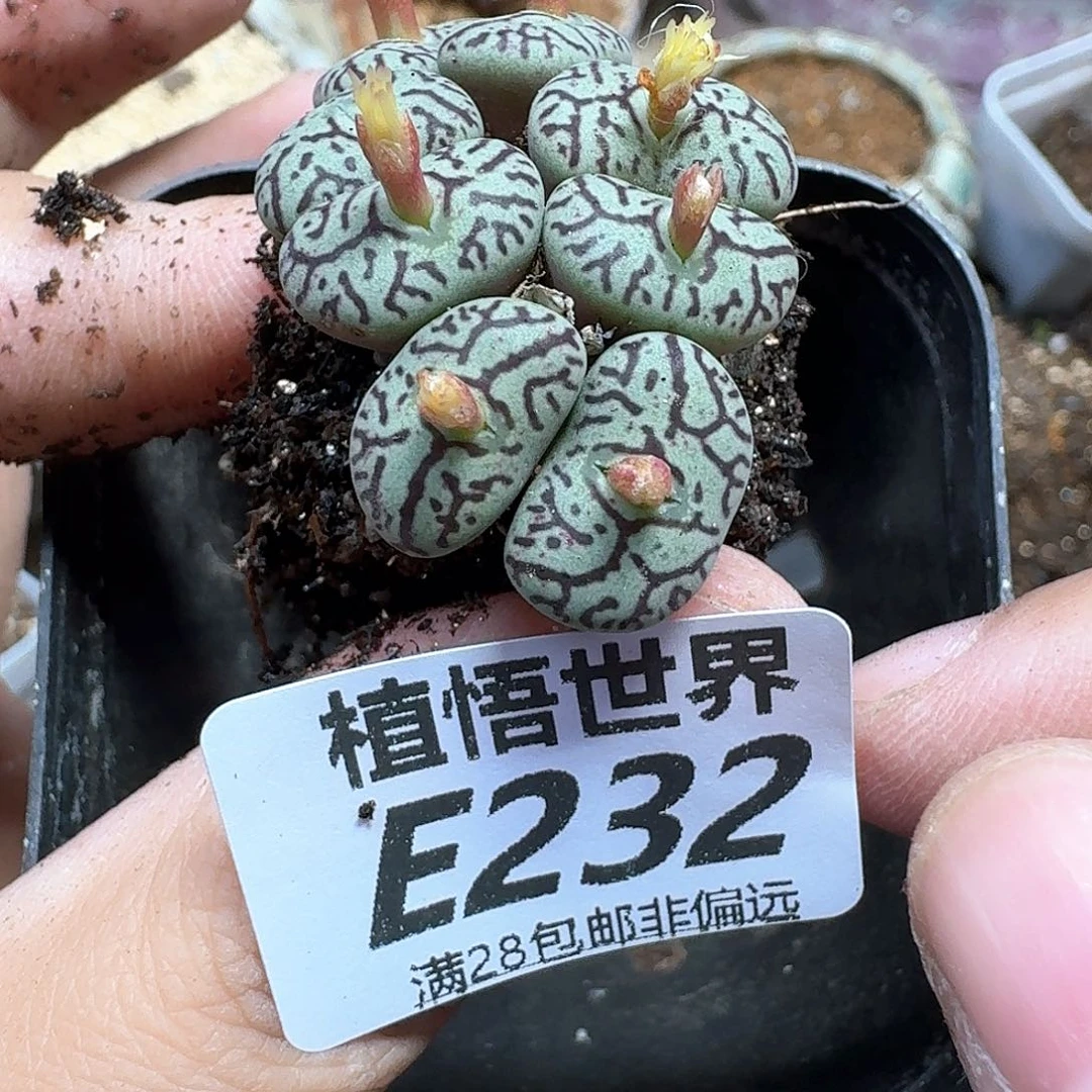 多肉植物的润泽fhn