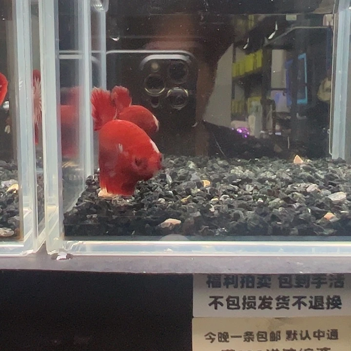 斗鱼竞拍跑单拉黑24日100