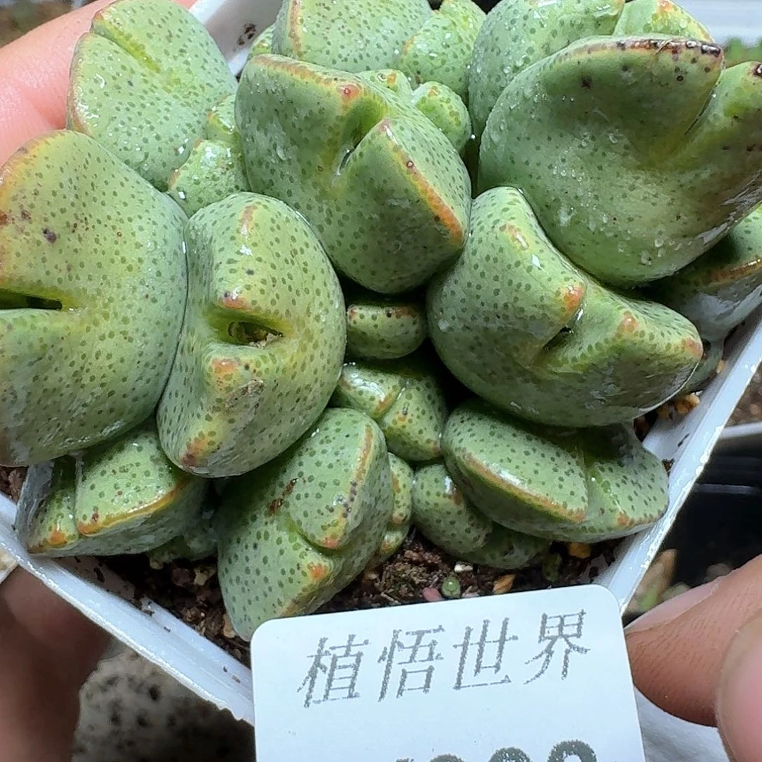 908盒多肉植物哇d c c