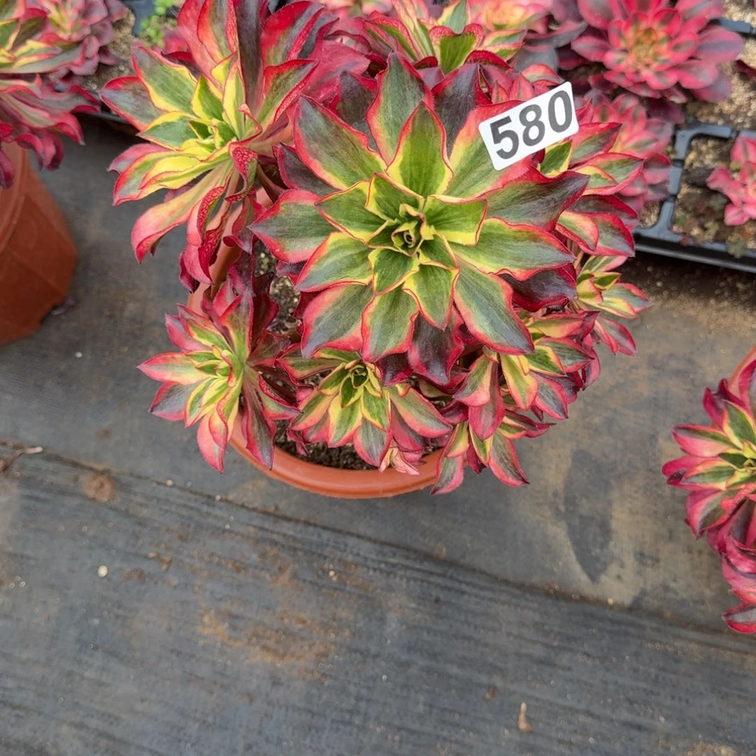 用***2580多肉植物魅影多肉