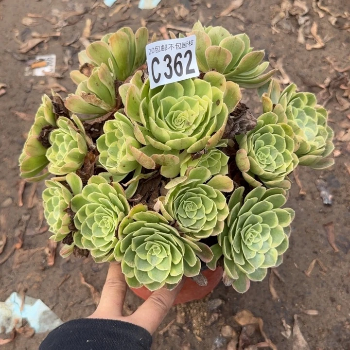 奶白……多肉植物……