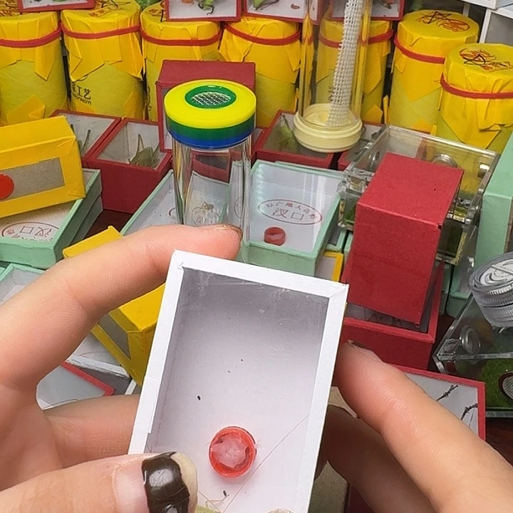 逗***哥蟋蟀一青一紫。