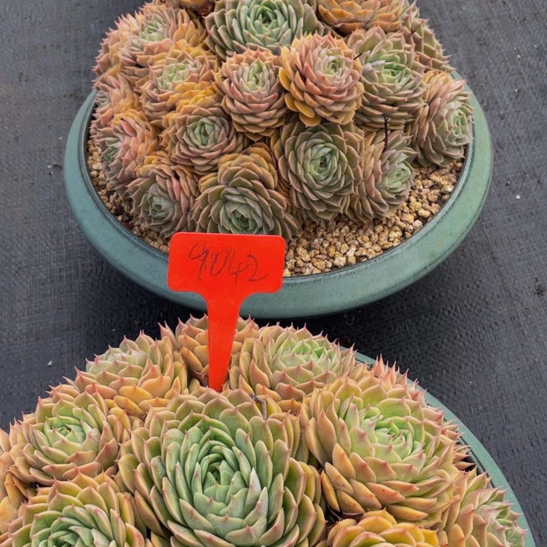 ****꧂9042上午多肉植物群生带盆