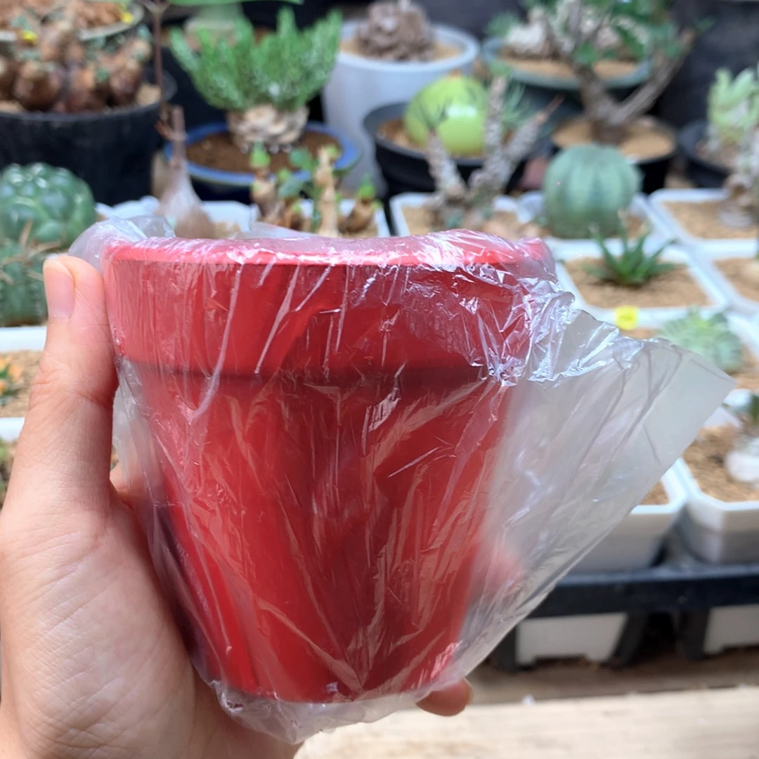 用***5小兔子碧光环种红盆发货