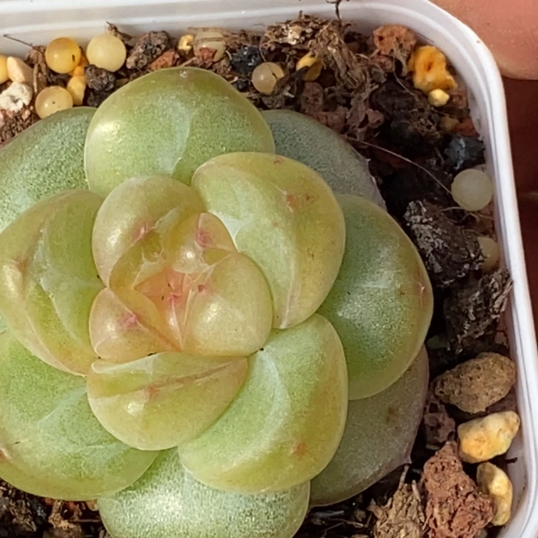 天官赐福百无禁忌