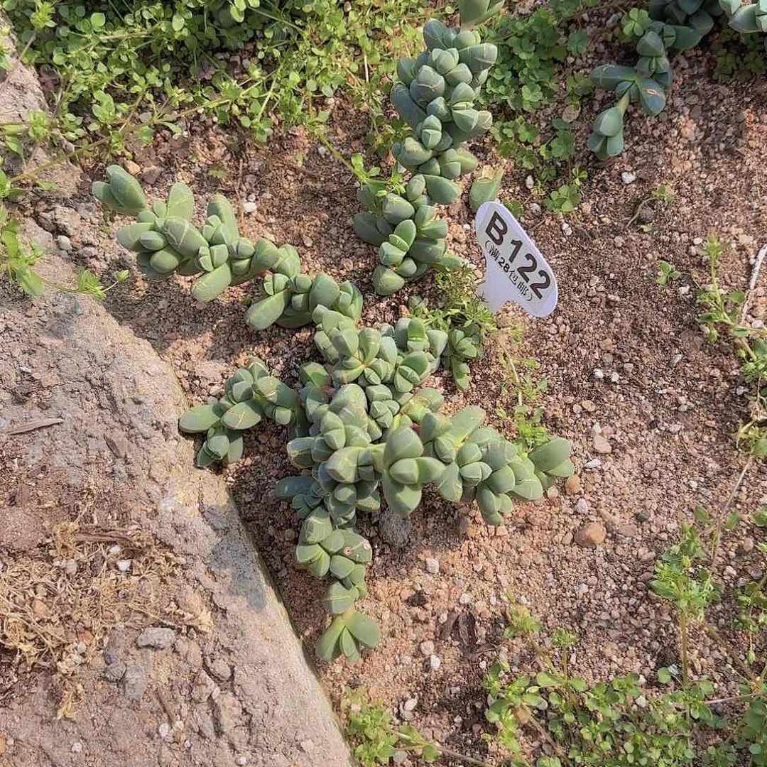 B122鹿角海棠一物一拍