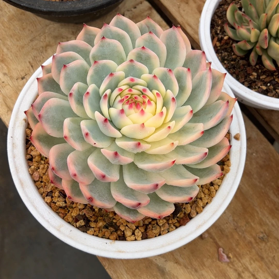 三****吉娃娃锦 夏鸣园艺