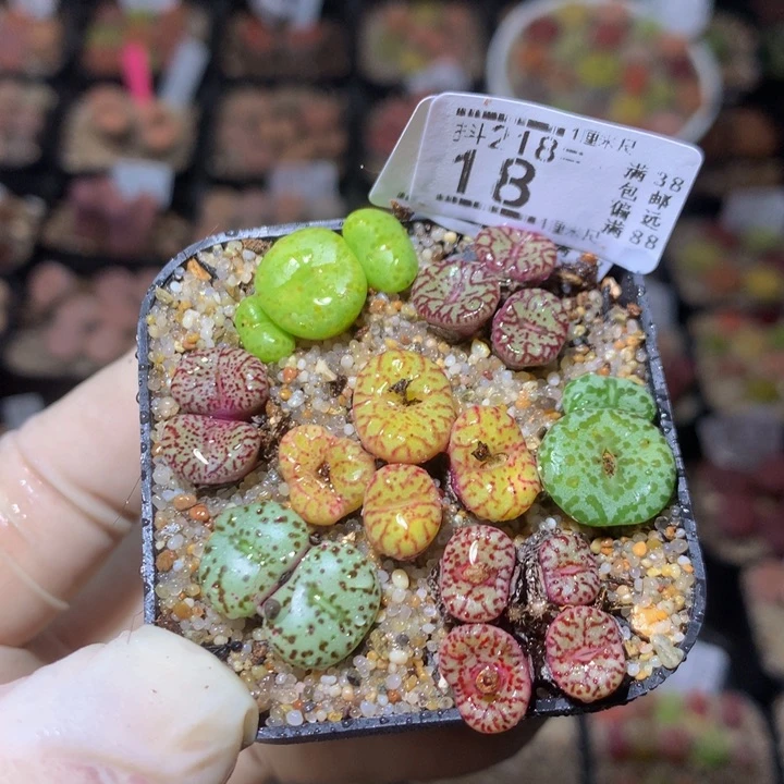 精品生石花218.18