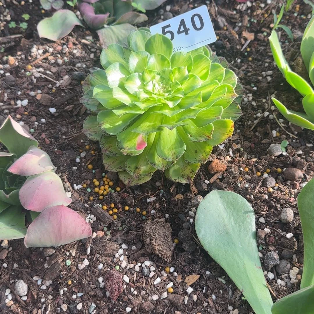 小***麦知否多肉植物0540