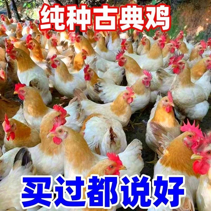 【10只】半斤精选古典鸡（活的包邮） 宠物鸡