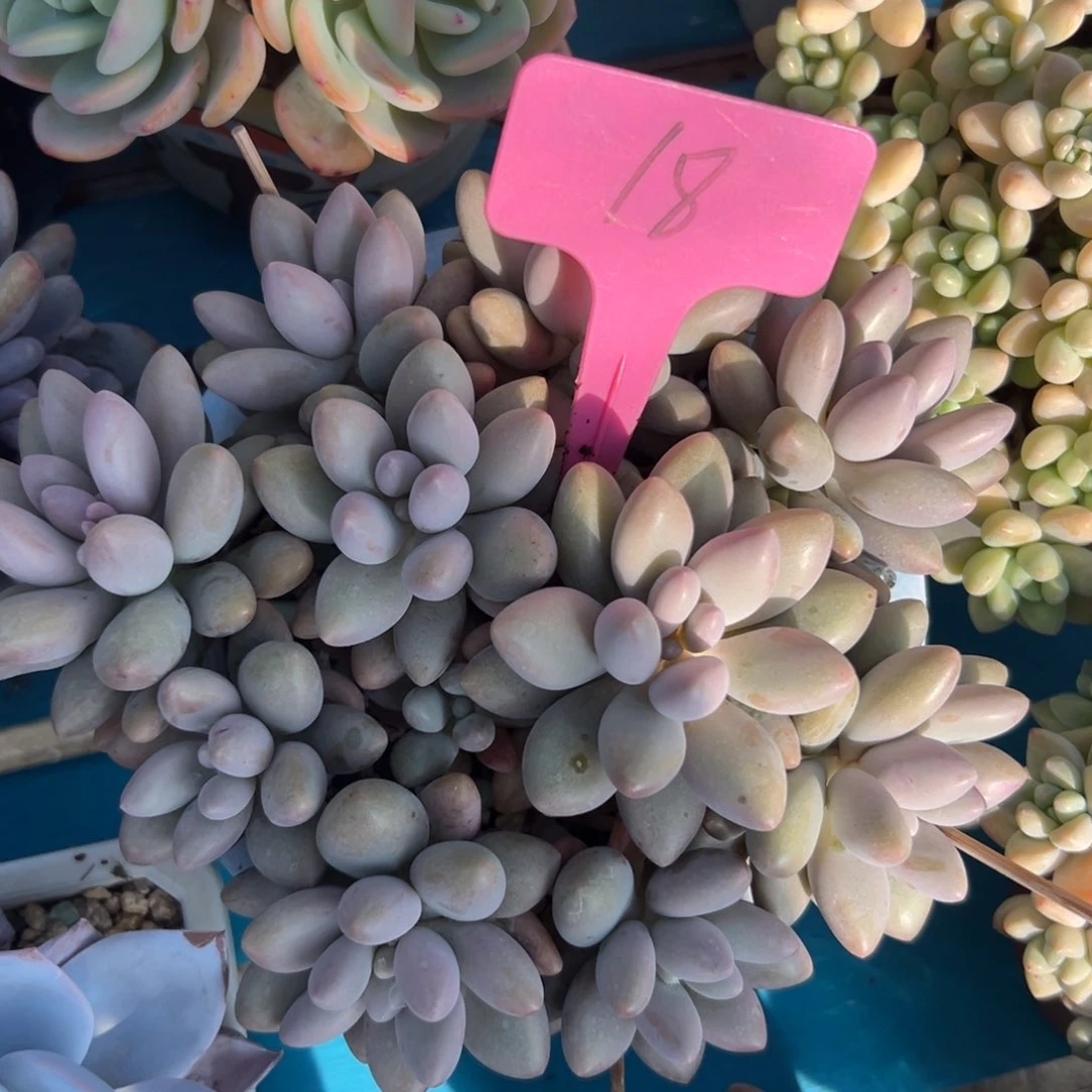 不**糖多肉植物一物一拍