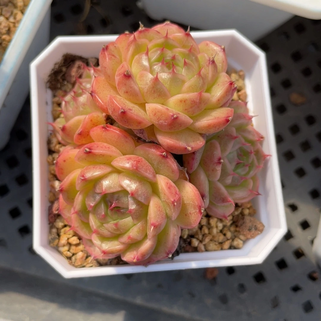 优选熊猫包子麦杆1386