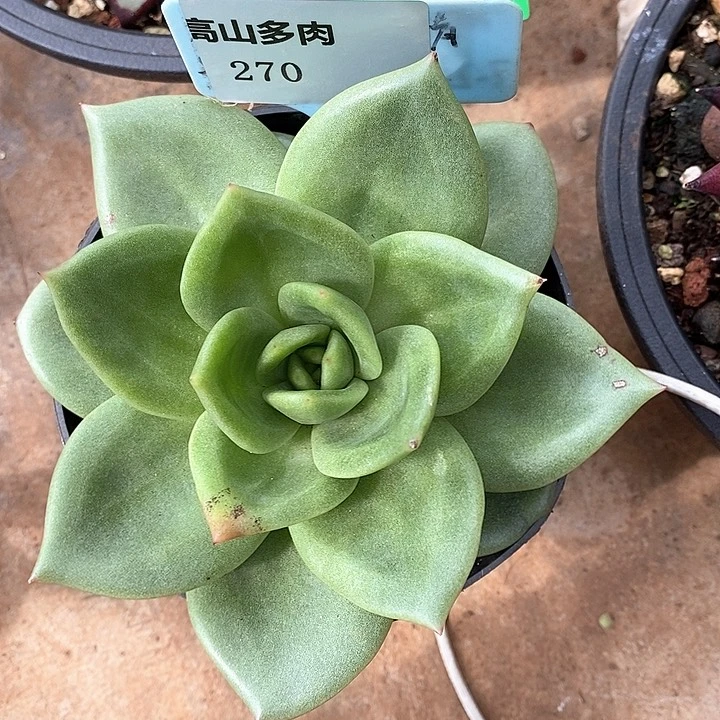 270直播福利翠鸟11