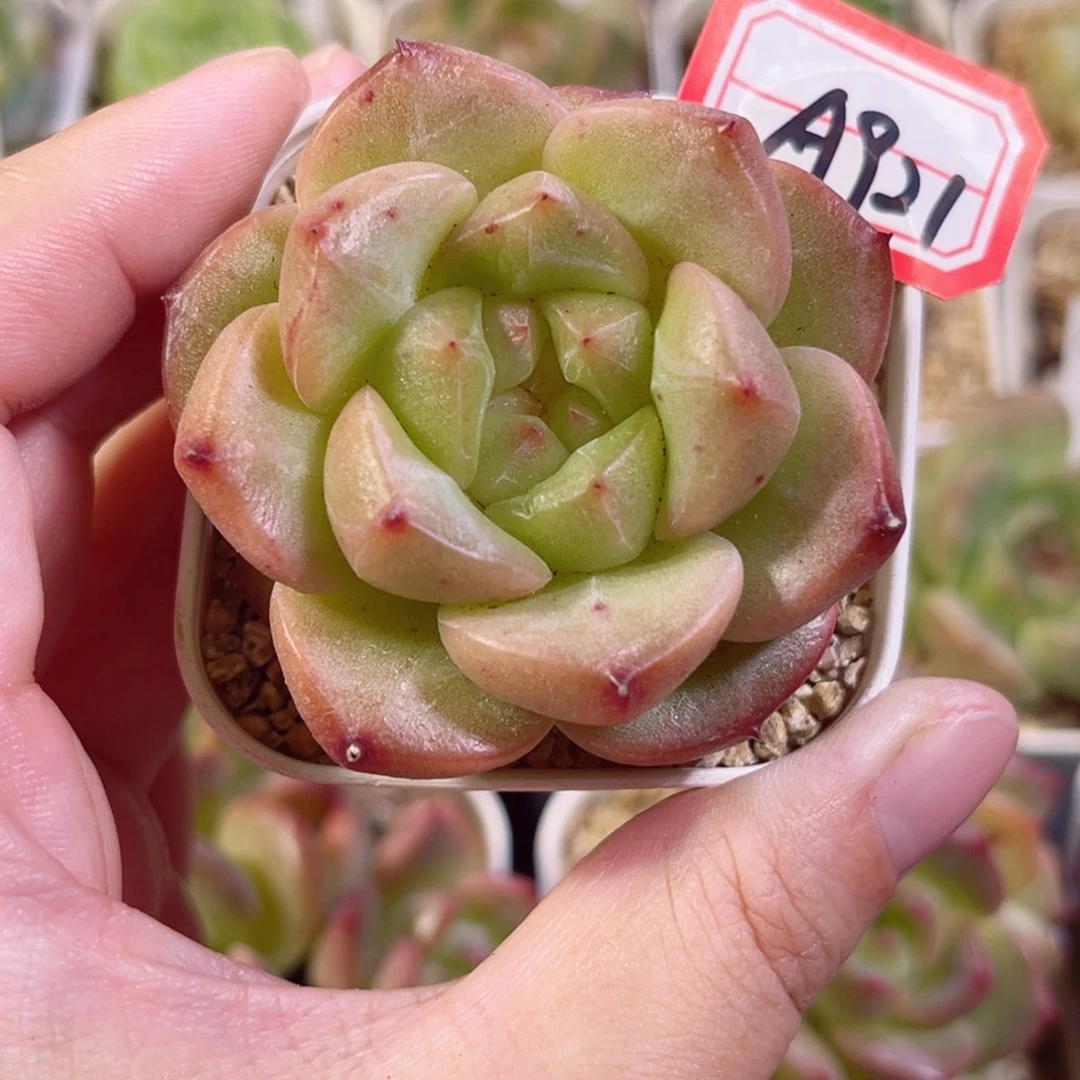 A921 一物一拍 无名氏